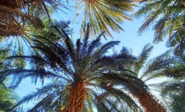 Confidences NOmades Timimoun – Sur la voie du désert intérieur