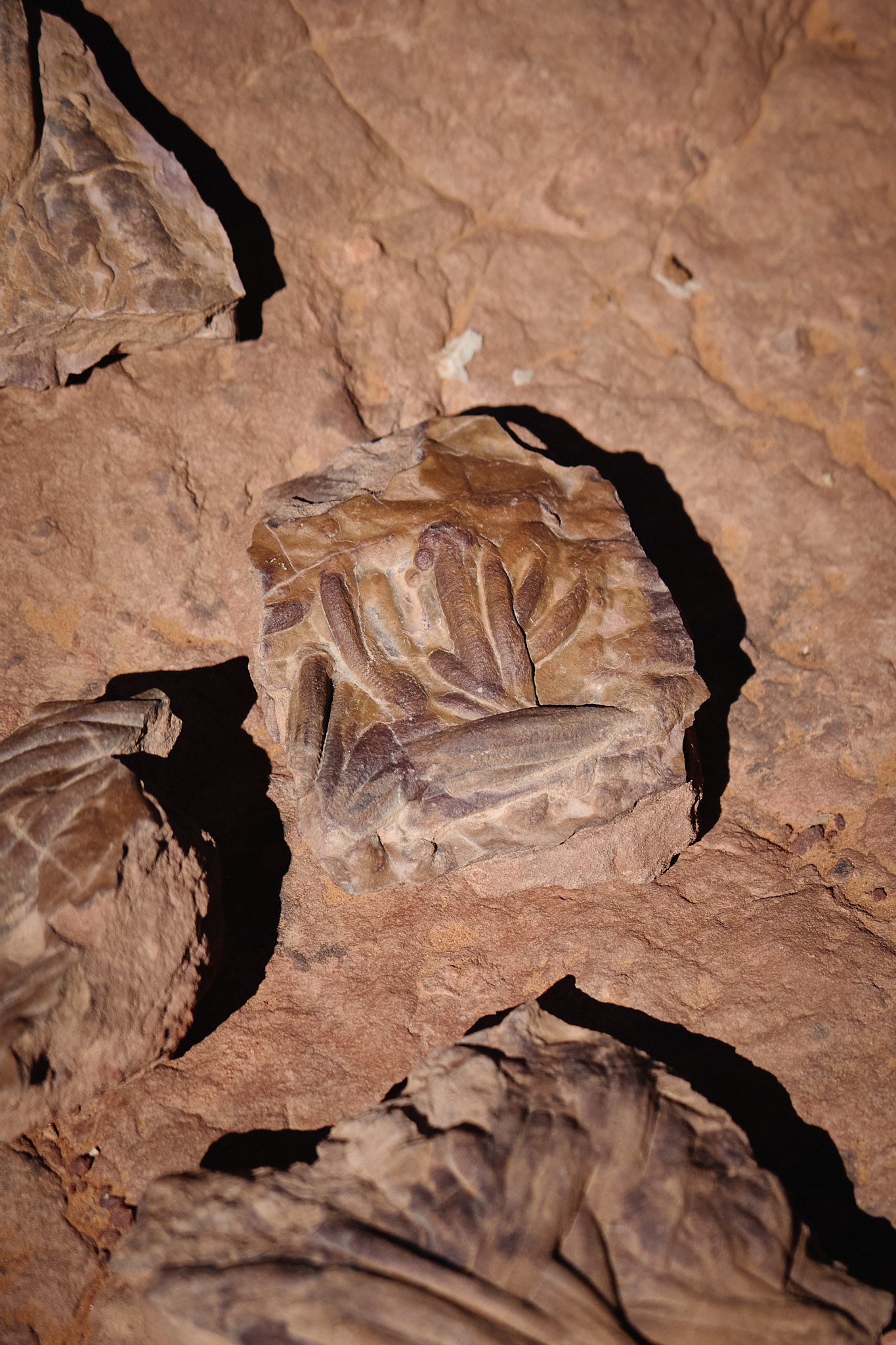 Confidences Nomades - Circuit Djanet – Tadrart Rouge au cœur des dunes et des gravures