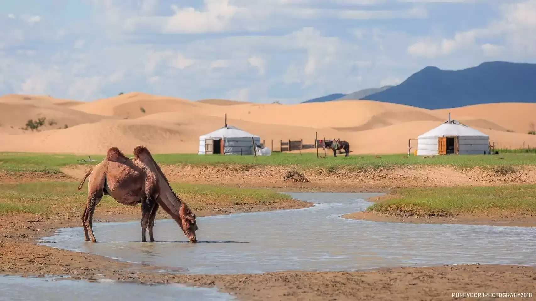 Confidences Nomades - Voyage chamanique en Mongolie 9 jours – Khogno Khan : dunes, chameliers et transition de paysage Parc national de Khogno Khan (Mini-Gobi)