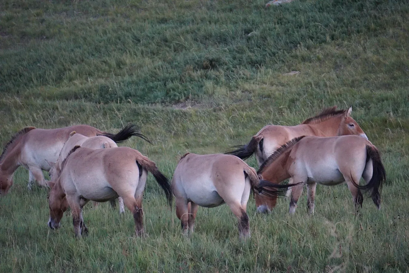 Confidences Nomades - Voyage chamanique en Mongolie 9 jours