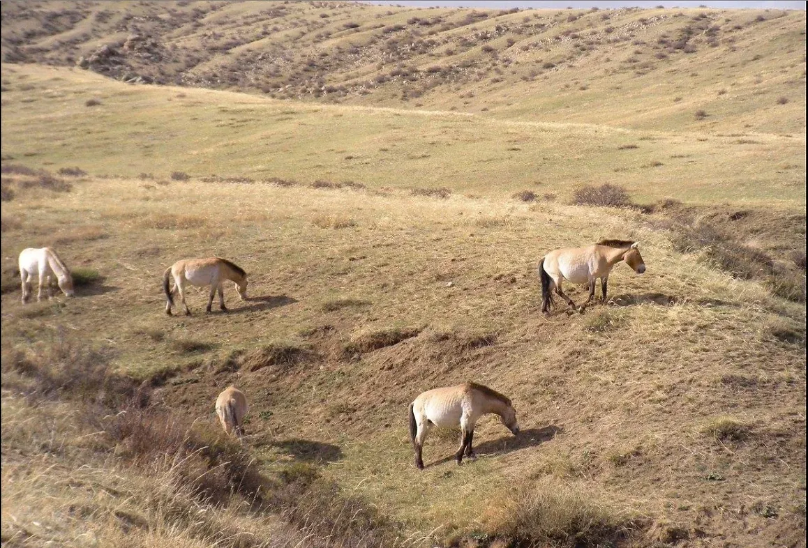 Confidences Nomades - Voyage chamanique en Mongolie 9 jours