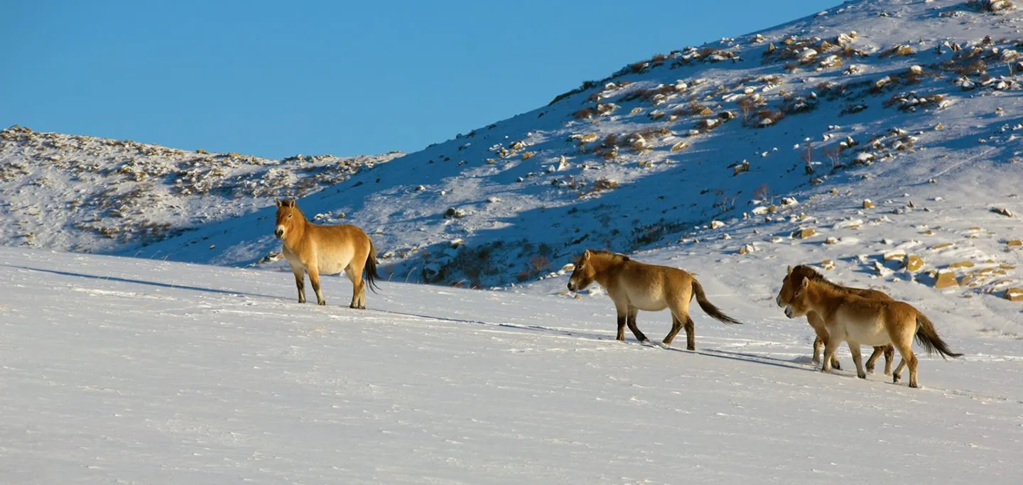 Confidences Nomades - Voyage chamanique en Mongolie 9 jours khustai_national_park