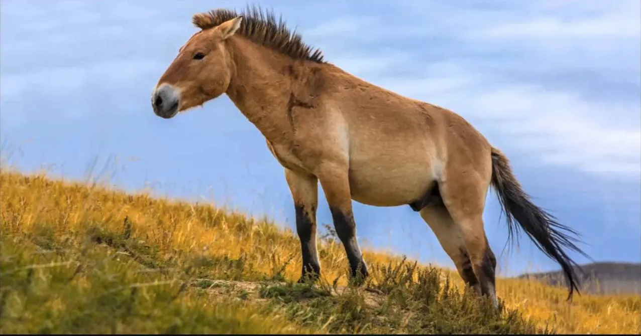 Confidences Nomades - Voyage chamanique en Mongolie 9 jours khustai_national_park