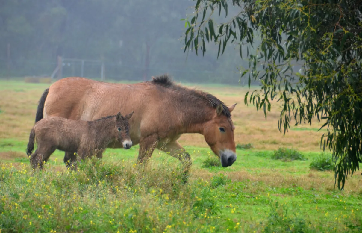 Confidences Nomades - Voyage chamanique en Mongolie 9 jours khustai_national_park