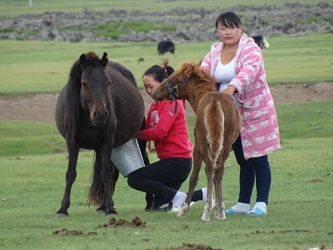 Confidences Nomades - Voyage chamanique en Mongolie 9 jours – Entrer dans la vie nomade Vallée de l’Orkhon (UNESCO)